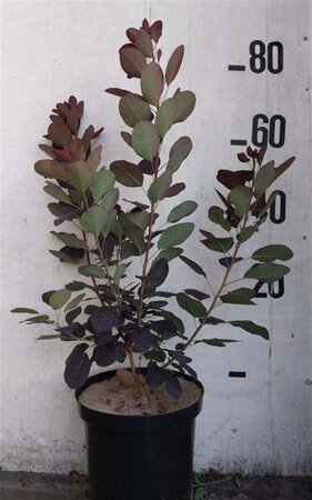 Cotinus cog. 'Royal Purple' 60-80 cm cont. 10L - afbeelding 5