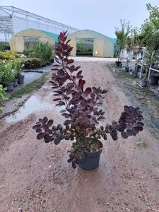 Cotinus cog. 'Royal Purple' 60-80 cm cont. 10L - afbeelding 6