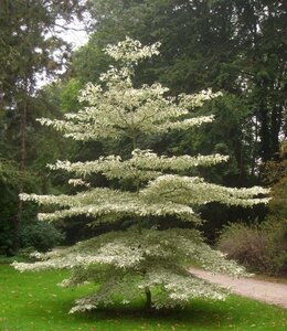 Cornus controversa 'Variegata' 60-80 cm RB - image 2