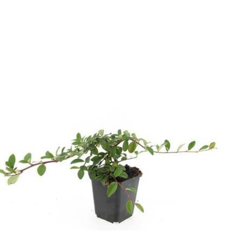 Cotoneaster dam. 'Major' geen maat specificatie 0,55L/P9cm - afbeelding 3