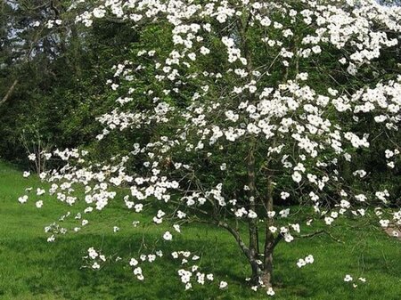 Cornus florida 60-80 cm met kluit - afbeelding 2