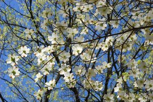 Cornus florida 60-80 cm RB - image 1