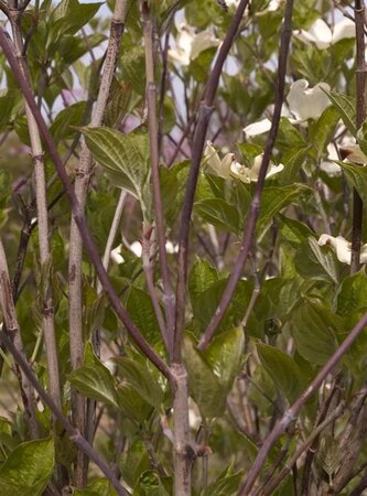 Cornus florida 60-80 cm RB - image 3