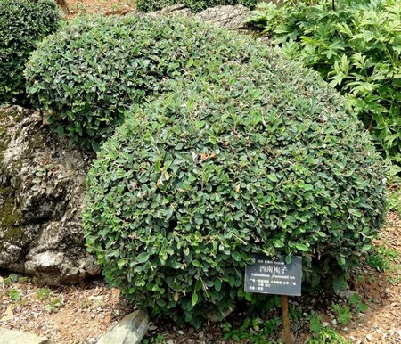 Cotoneaster franchetii 60-80 cm cont. 3,0L - image 1