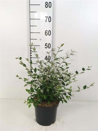 Cotoneaster franchetii 60-80 cm cont. 3,0L - image 4