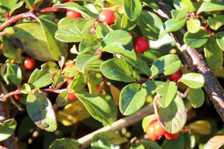 Cotoneaster horizontalis 30-40 cm cont. 3,0L - image 4