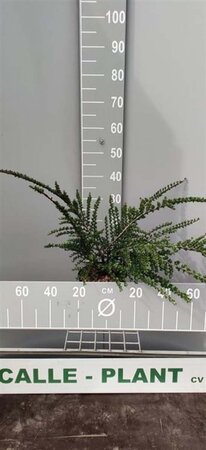 Cotoneaster horizontalis 40-60 cm cont. 3,0L - image 7