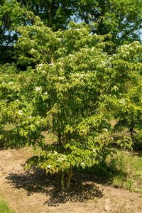 Cornus kousa chinensis 40-60 cm RB - image 3