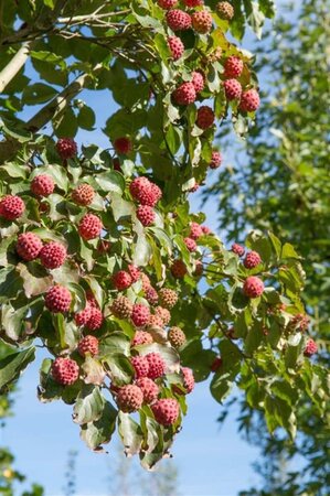 Cornus kousa chinensis 60-80 cm met kluit - afbeelding 12