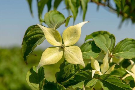 Cornus kousa chinensis 60-80 cm met kluit - afbeelding 11