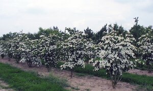 Cornus kousa chinensis 60-80 cm met kluit - afbeelding 9