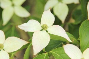 Cornus kousa chinensis 60-80 cm met kluit - afbeelding 7