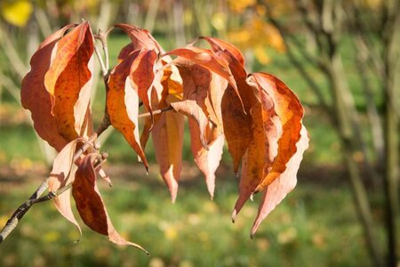 Cornus kousa chinensis 60-80 cm met kluit - afbeelding 6