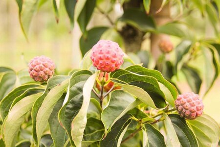 Cornus kousa chinensis 60-80 cm met kluit - afbeelding 5