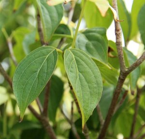 Cornus kousa chinensis 60-80 cm met kluit - afbeelding 4