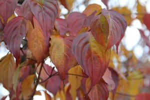 Cornus kousa chinensis 60-80 cm met kluit - afbeelding 3