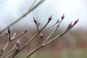 Cornus kousa chinensis 60-80 cm met kluit - afbeelding 2