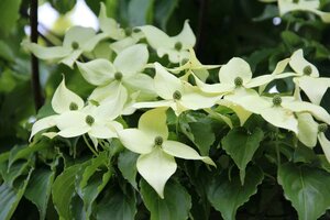 Cornus kousa chinensis 80-100 cm met kluit - afbeelding 11