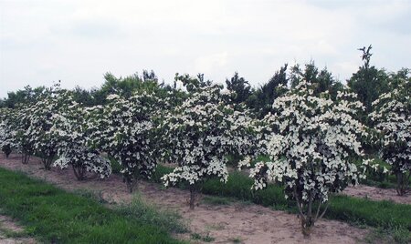 Cornus kousa chinensis 80-100 cm met kluit - afbeelding 10