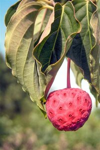 Cornus kousa chinensis 80-100 cm met kluit - afbeelding 9