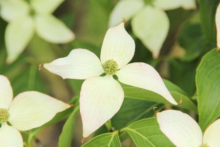 Cornus kousa chinensis 80-100 cm met kluit - afbeelding 8