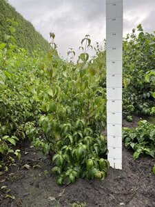 Cornus kousa chinensis 80-100 cm met kluit - afbeelding 14