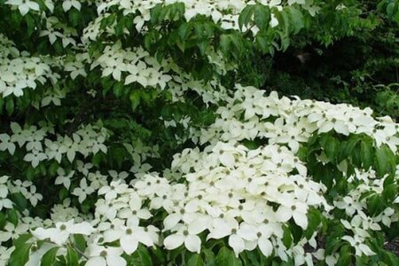 Cornus k. 'Milky Way' 60-80 cm met kluit - afbeelding 3