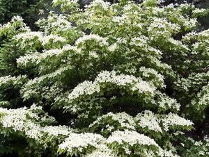 Cornus k. 'Milky Way' 80-100 cm met kluit - afbeelding 2