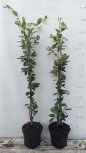 Cotoneaster lacteus 60-80 cm cont. 3,0L - image 2
