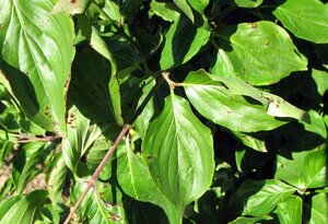 Cornus mas 80-100 cm container - image 3