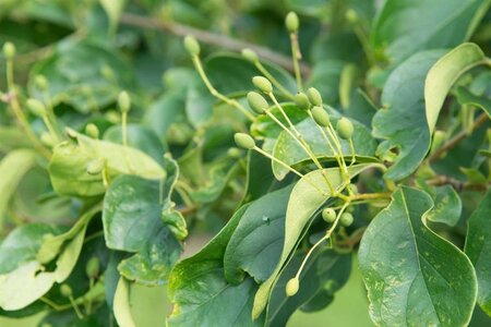 Cornus mas 80-100 cm container - image 2