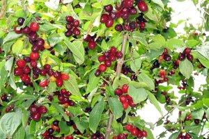 Cornus mas 80-100 cm RB bushes - image 1