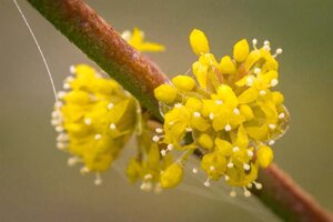 Cornus mas 80-100 cm RB bushes - image 7