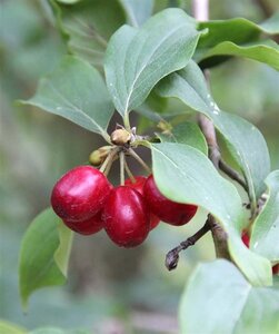 Cornus mas 80-100 cm RB bushes - image 4