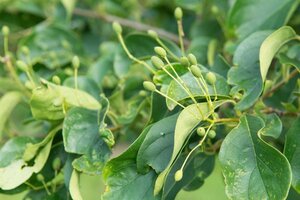 Cornus mas 80-100 cm RB bushes - image 2