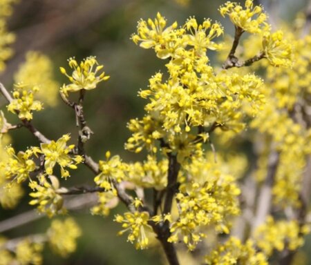 Cornus mas 'Jolico' 100-125 cm met kluit