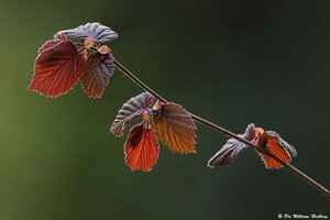 Corylus m. 'Purpurea' 60-80 cm BR 3 BR bushes - image 2