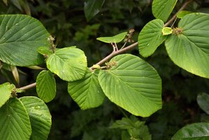 Corylopsis pauciflora 40-60 cm met kluit - afbeelding 2