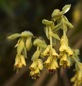 Corylopsis pauciflora 40-60 cm met kluit - afbeelding 3