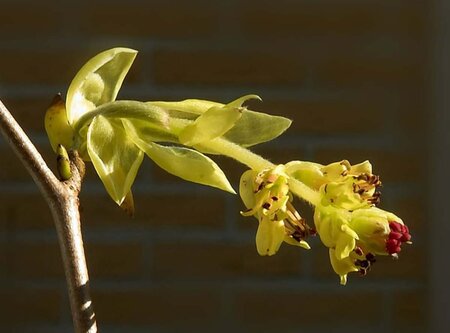 Corylopsis pauciflora 40-60 cm met kluit - afbeelding 4