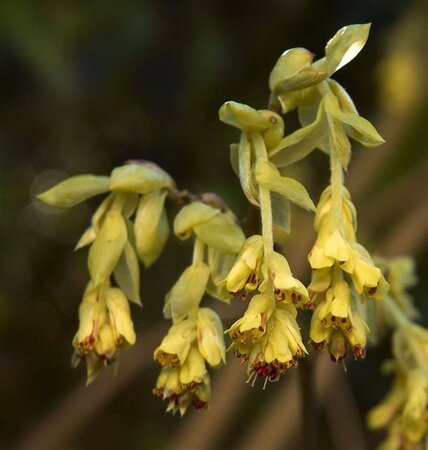 Corylopsis pauciflora 60-80 cm cont. 15L - afbeelding 3