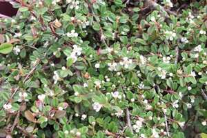 Cotoneaster pr. 'Queen of Carpets' 30-40 cm cont. 3,0L