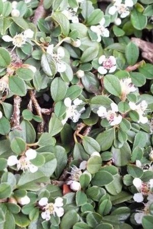 Cotoneaster pr. 'Streib's Findling' 25-30 cm cont. 3,0L