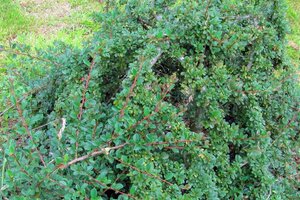 Cotoneaster radicans 'Eichholz' geen maat specificatie 0,55L/P9cm - afbeelding 1