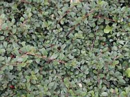 Cotoneaster radicans 'Eichholz' geen maat specificatie 0,55L/P9cm - afbeelding 14