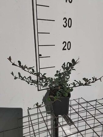 Cotoneaster radicans 'Eichholz' geen maat specificatie 0,55L/P9cm - afbeelding 10