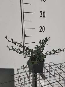 Cotoneaster radicans 'Eichholz' geen maat specificatie 0,55L/P9cm - afbeelding 10