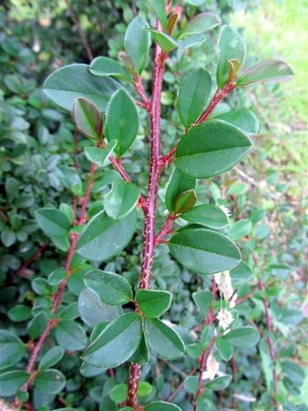 Cotoneaster radicans 'Eichholz' geen maat specificatie 0,55L/P9cm - afbeelding 13