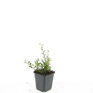 Cotoneaster radicans 'Eichholz' geen maat specificatie 0,55L/P9cm - afbeelding 8