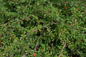 Cotoneaster suec. 'Coral Beauty' 40-60 cm cont. 3,0L - image 3